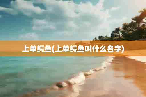 上单鳄鱼(上单鳄鱼叫什么名字)